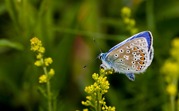 Common Blue