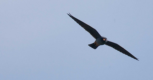 Red-footed Falcon