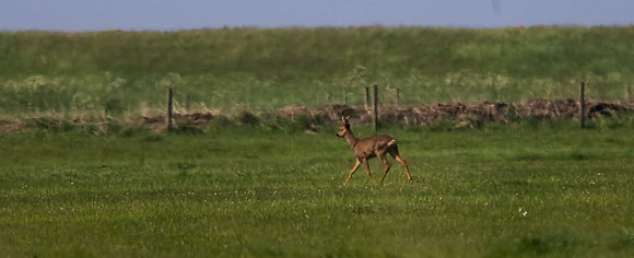 Roe Deer