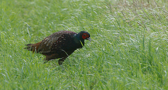 Pheasant