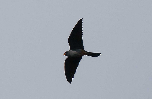Red-footed Falcon