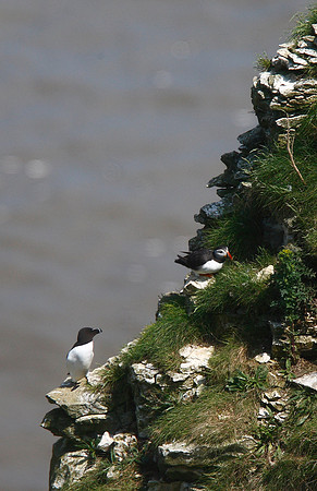 Puffin/Razorbill