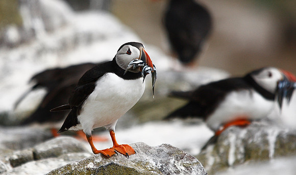 Puffin