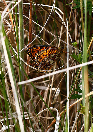 Small Pearl-bordered Fritillary