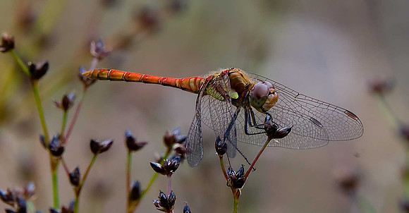 Ruddy Darter