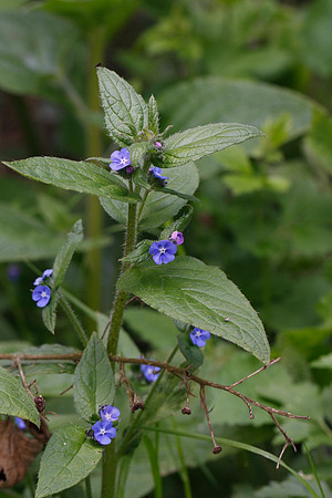 Green Alkanet Pentaglottis sempervirens