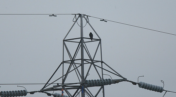 Peregrine