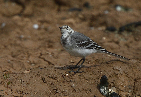 Pied Wagtail