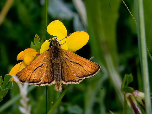 Small Skipper