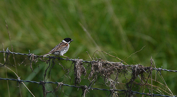 Reed Bunting