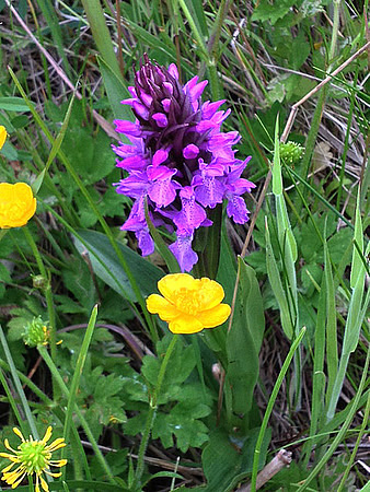 Marsh Orchid