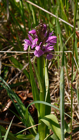 Southern Marsh Orchid