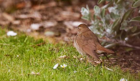 Thrush Nightingale