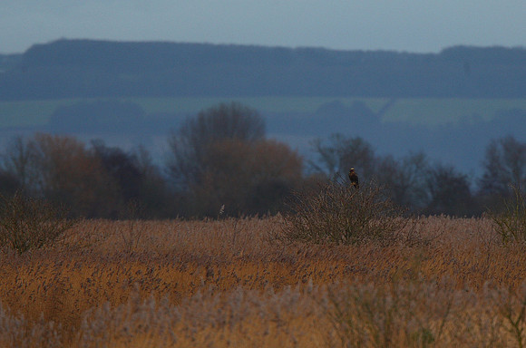 Marsh Harrier