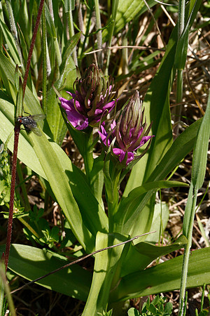 Southern Marsh Orchid