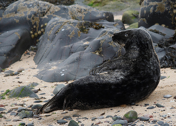 Seal
