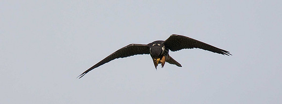 Hobby