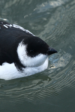 Little Auk