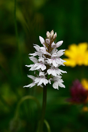 Common Spotted Orchid