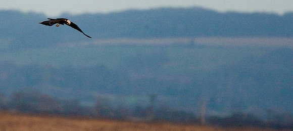 Marsh Harrier