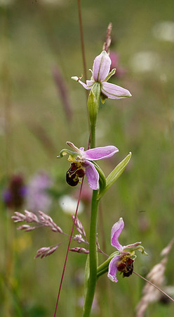 Bee Orchid
