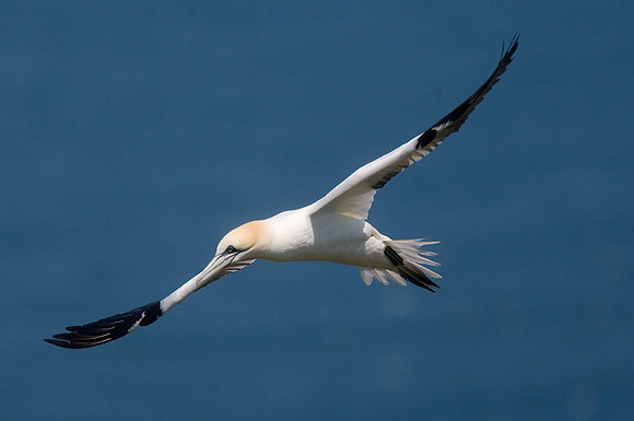 Gannet