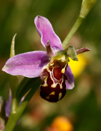 Bee Orchid