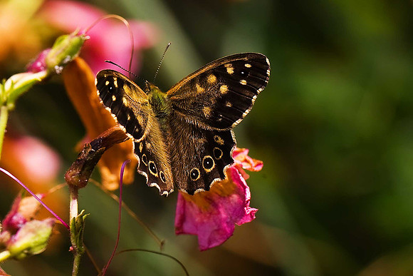 Speckled Wood