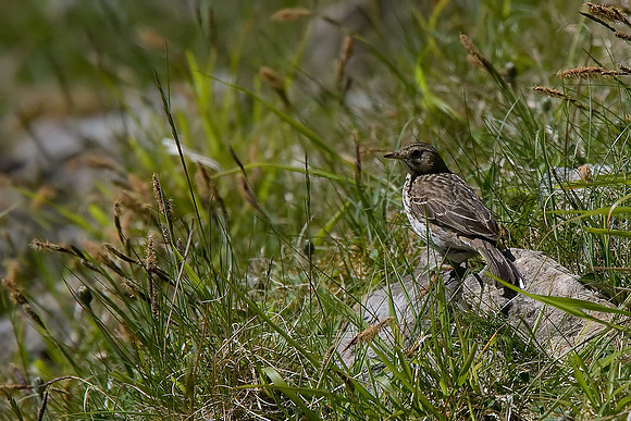 Meadow Pipit