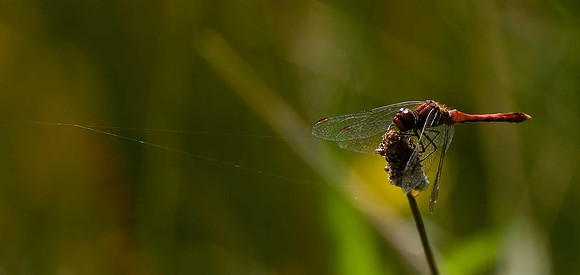 Ruddy Darter