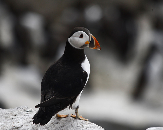 Puffin