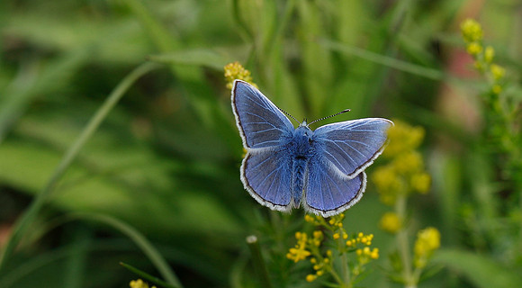 Common Blue