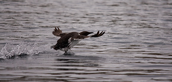Guillemot