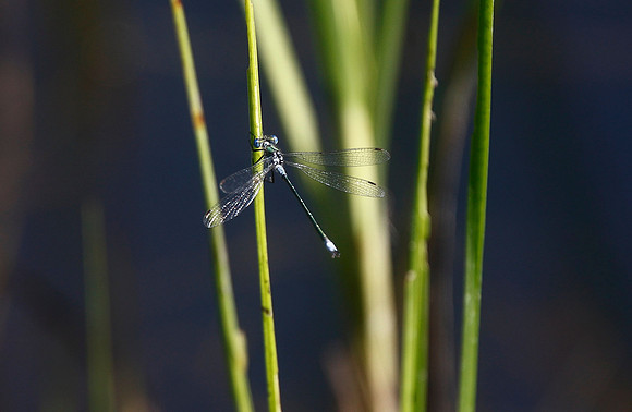 Emerald Damselfly