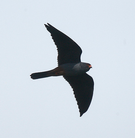 Red-footed Falcon