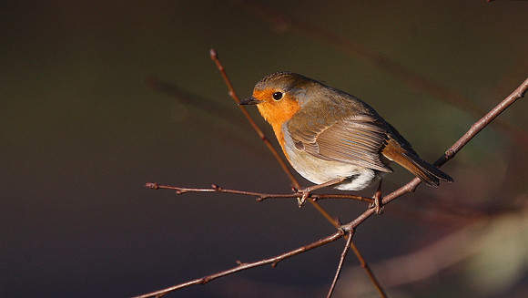 Robin