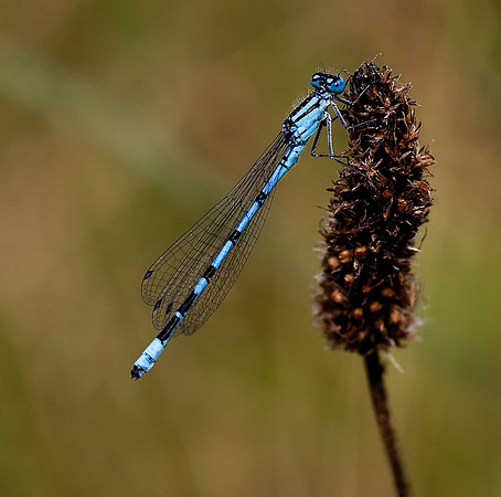 Common Blue Damselfly