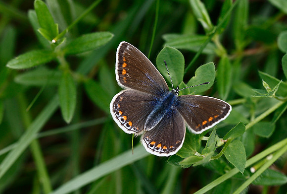 Common Blue