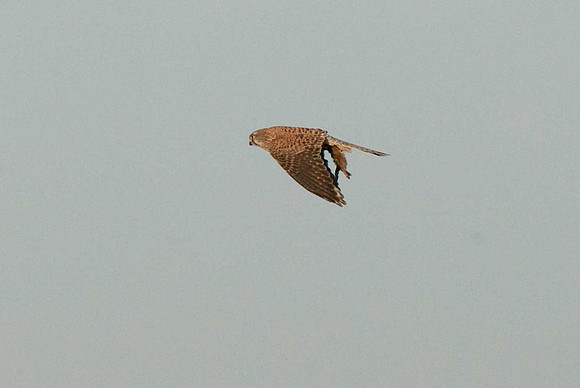 Kestrels