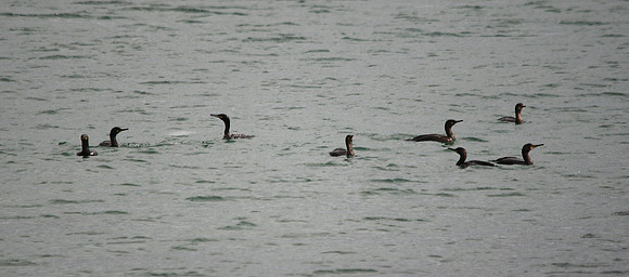 Cormorants