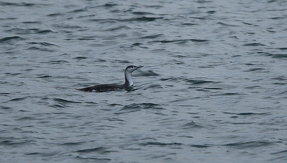 Red-throated Diver