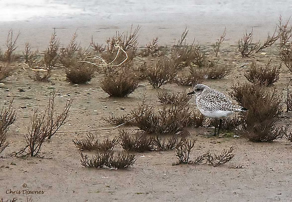 Grey Plover