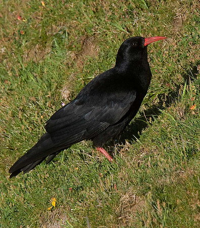Chough