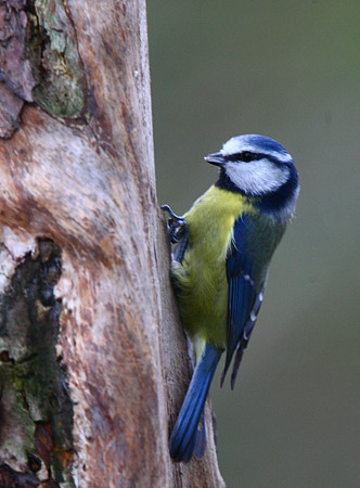 Blue Tit