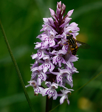 Common Spotted Orchid