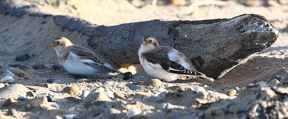 Snow Bunting