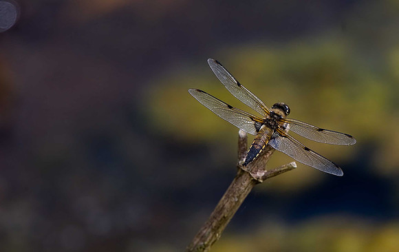 Four-spotted Chaser