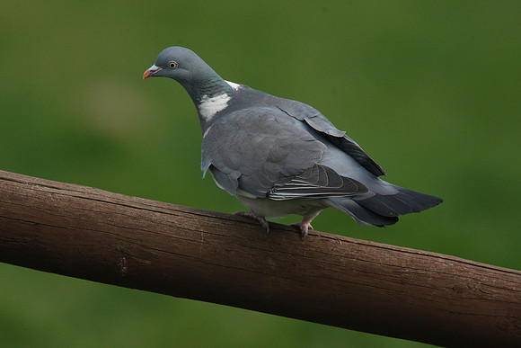 Wood Pigeon