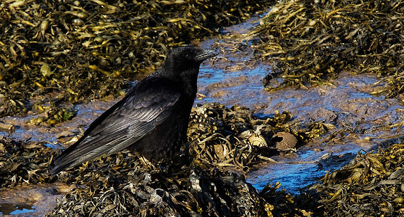 Carrion Crow