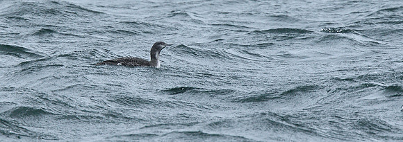 Red-throated Diver